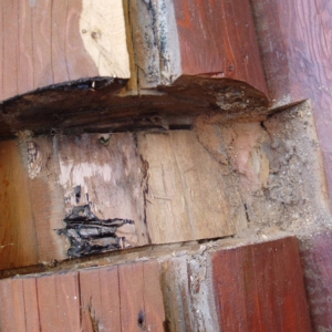 Log Home Rot Repair