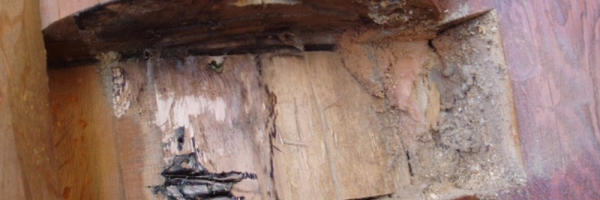 Log Home Rot Repair